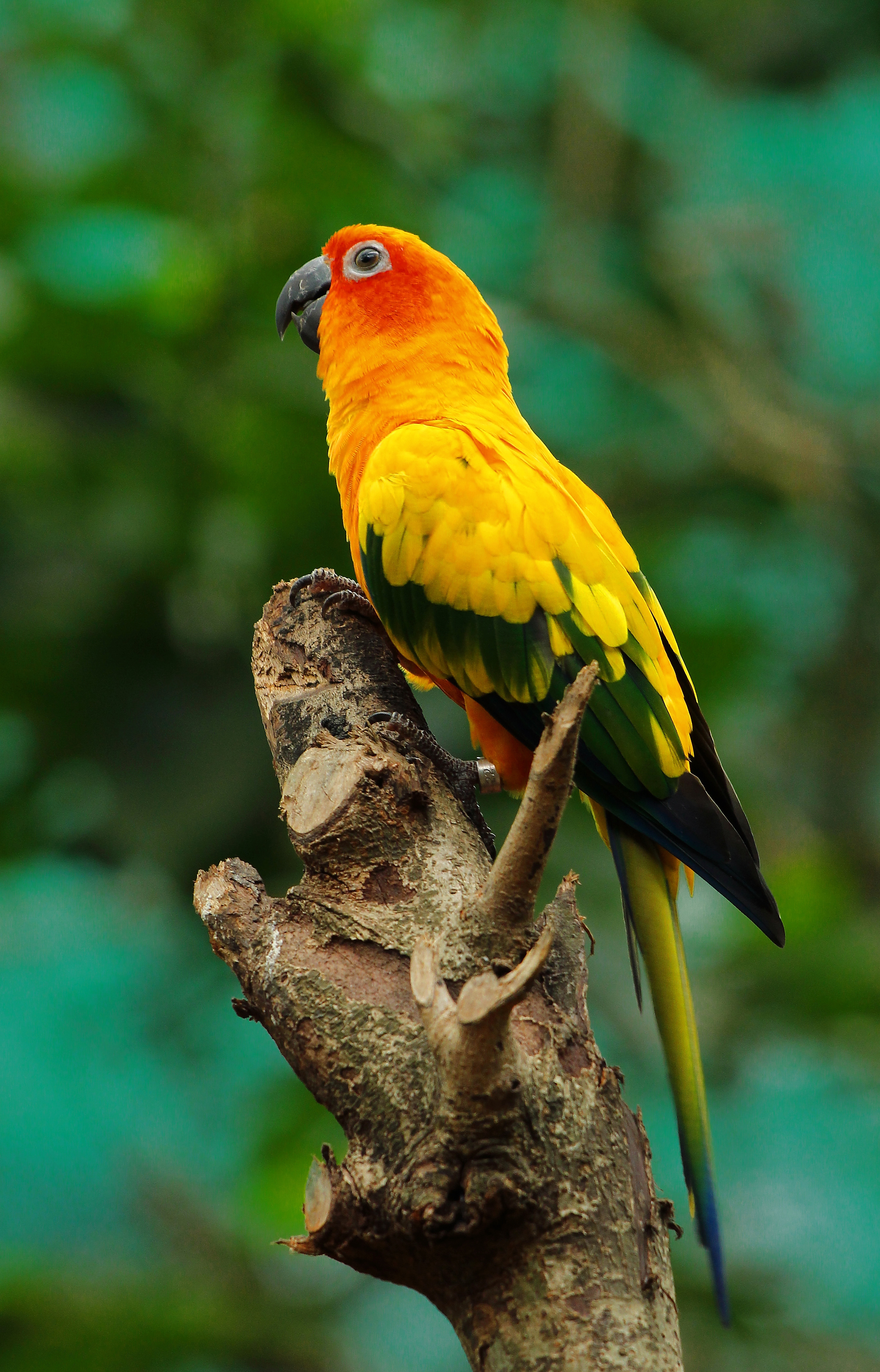 blue conure bird