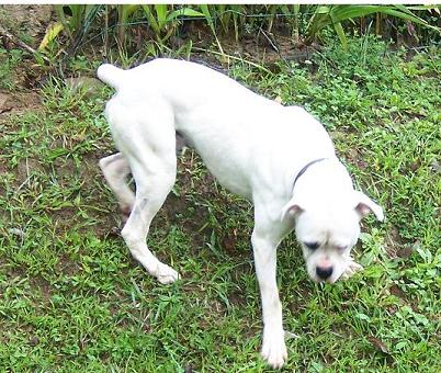 File:BoxerWhitePuppy.jpg