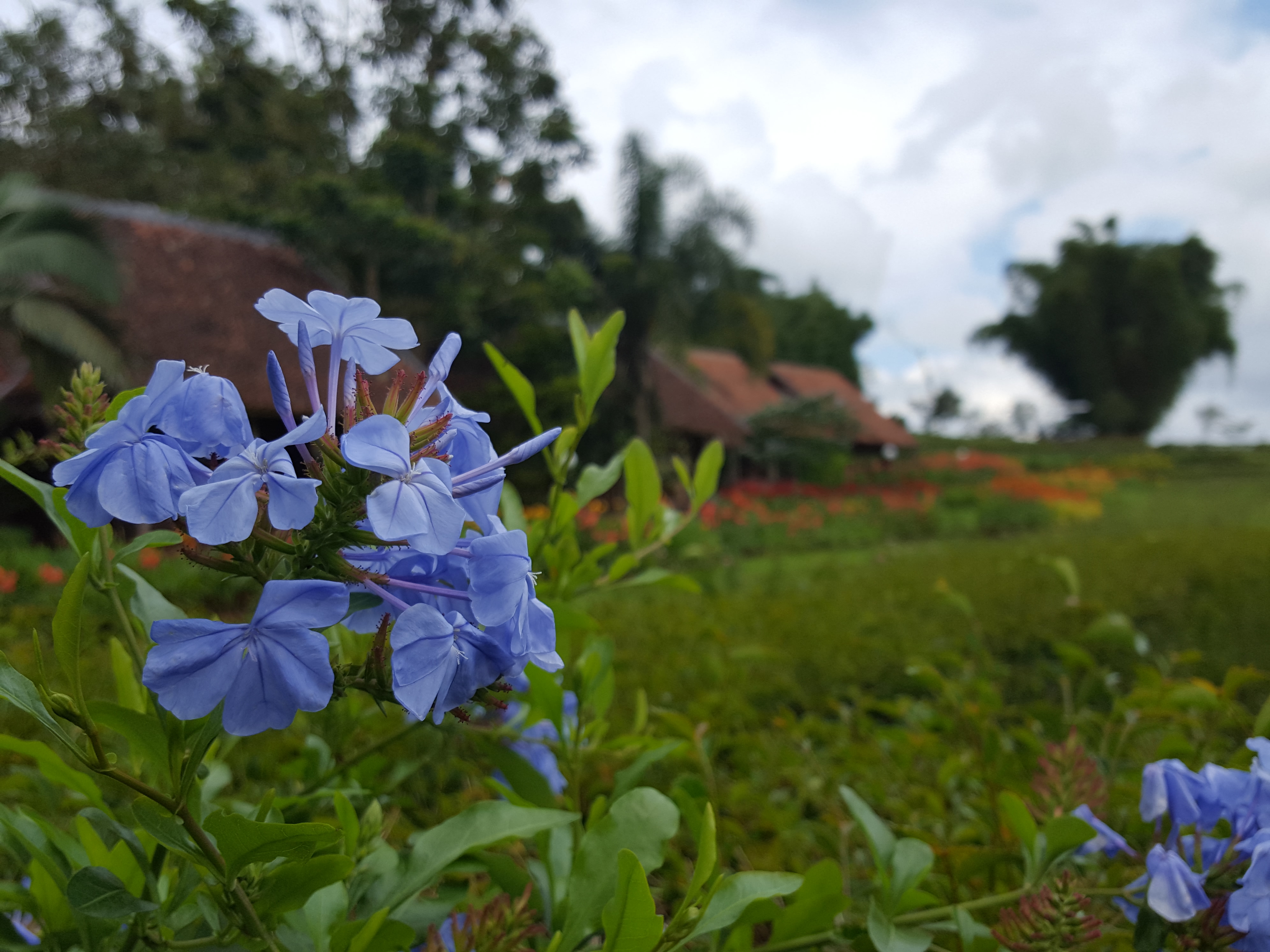 Paling Populer 27 Gambar Taman  Bunga  Ungu  Gambar Bunga  HD