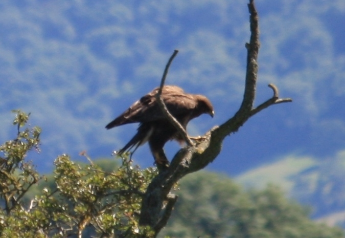 File:Buzzard, about to get very cross with some crows! (7674672306).jpg