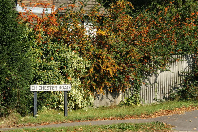 File:Chichester Road Pyracanthas - geograph.org.uk - 1502995.jpg