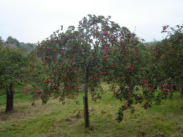 File:Cider Orchard - geograph.org.uk - 102090.jpg