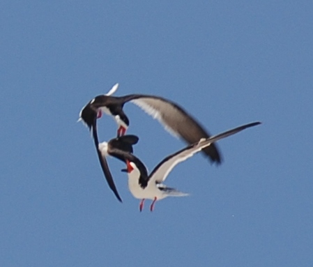 File:Core Banks - Black Skimmer fight - 08.JPG