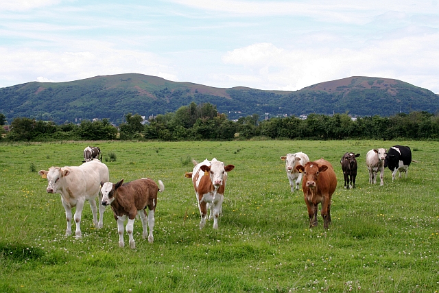 File:Cow pasture near New House Farm - geograph.org.uk - 889810.jpg
