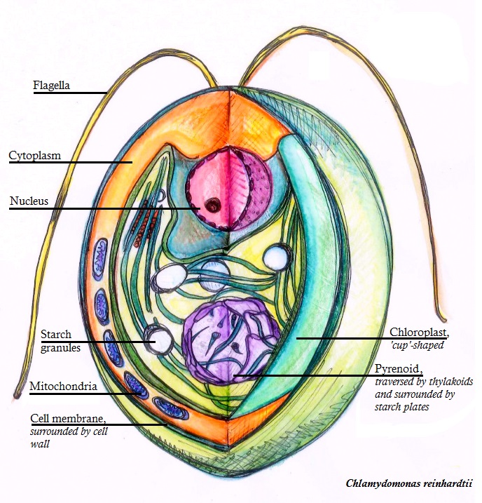 chlamydomonas diagram