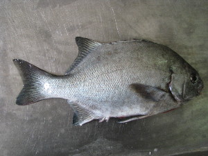 Galjoen fish native to the coast of South Africa