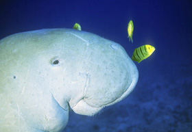 the DUGONG