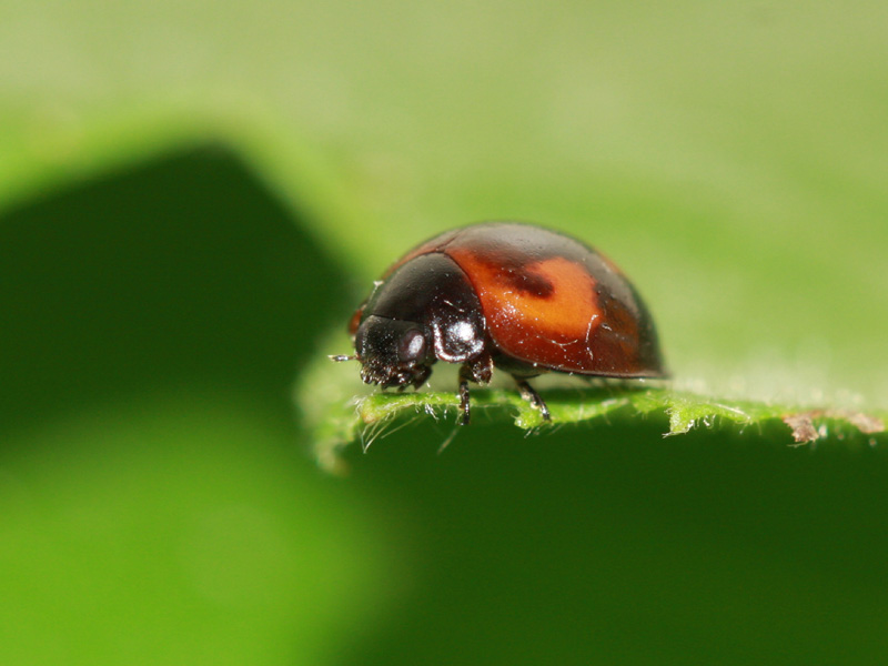 File:Exochomus quadripustulatus 1 Enka.jpg