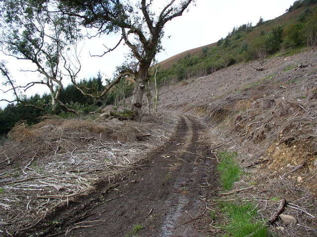 File:Forest Track - geograph.org.uk - 707231.jpg