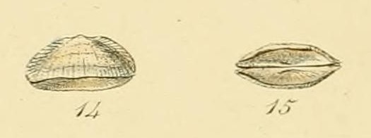 File:Galeomma turtoni Turton Illustrated Index of British Shells Plate 06 Figs 14 15.jpg
