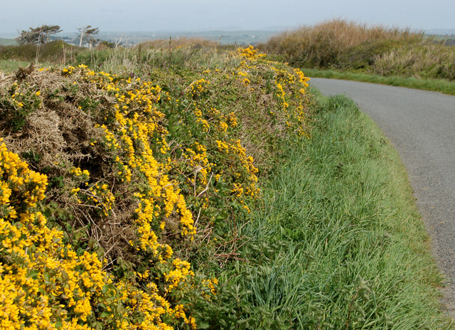 File:Gorse on the roadside near Crugmeer - geograph.org.uk - 1299202.jpg