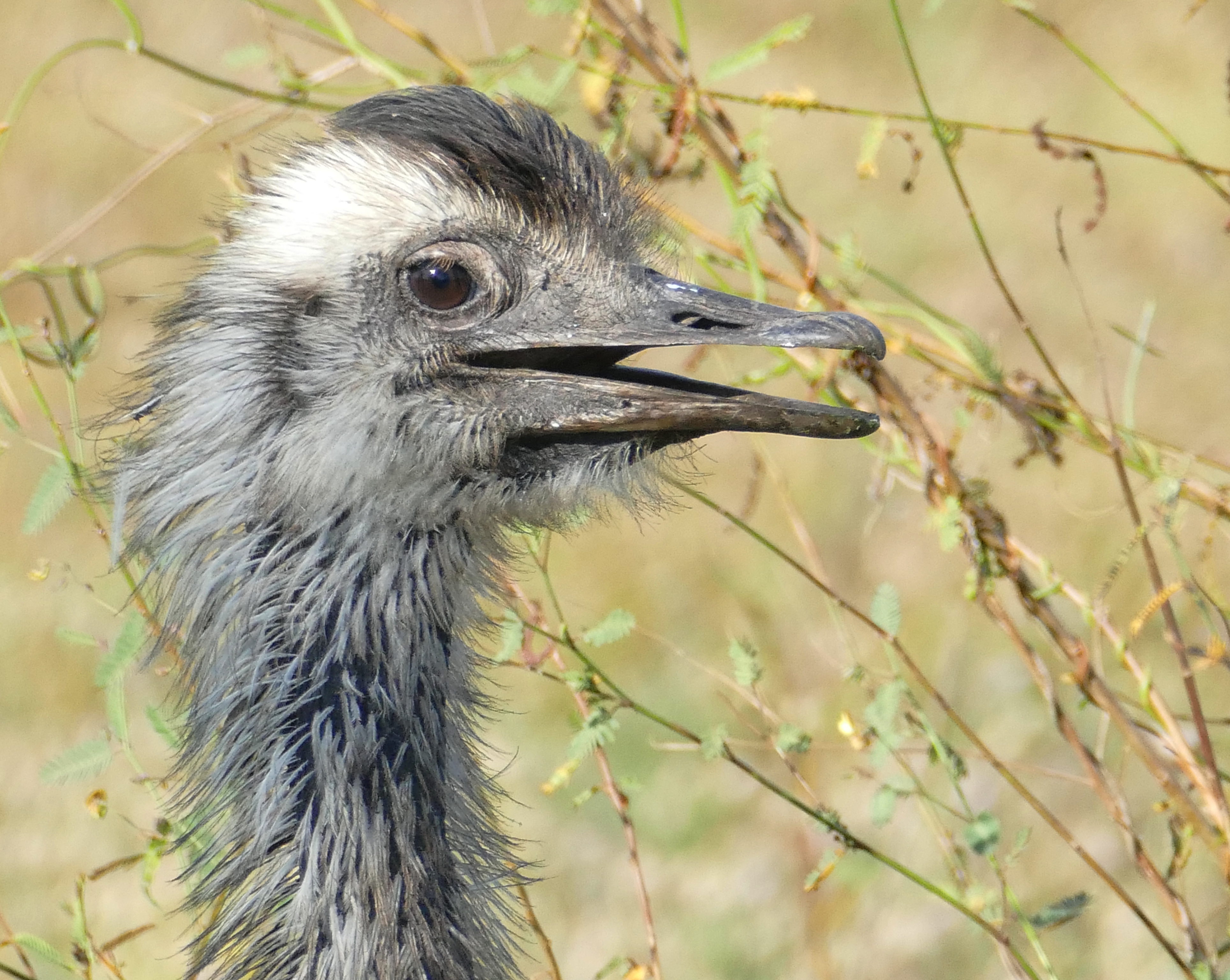 Greater Rhea (Rhea americana) (48430039812).jpg