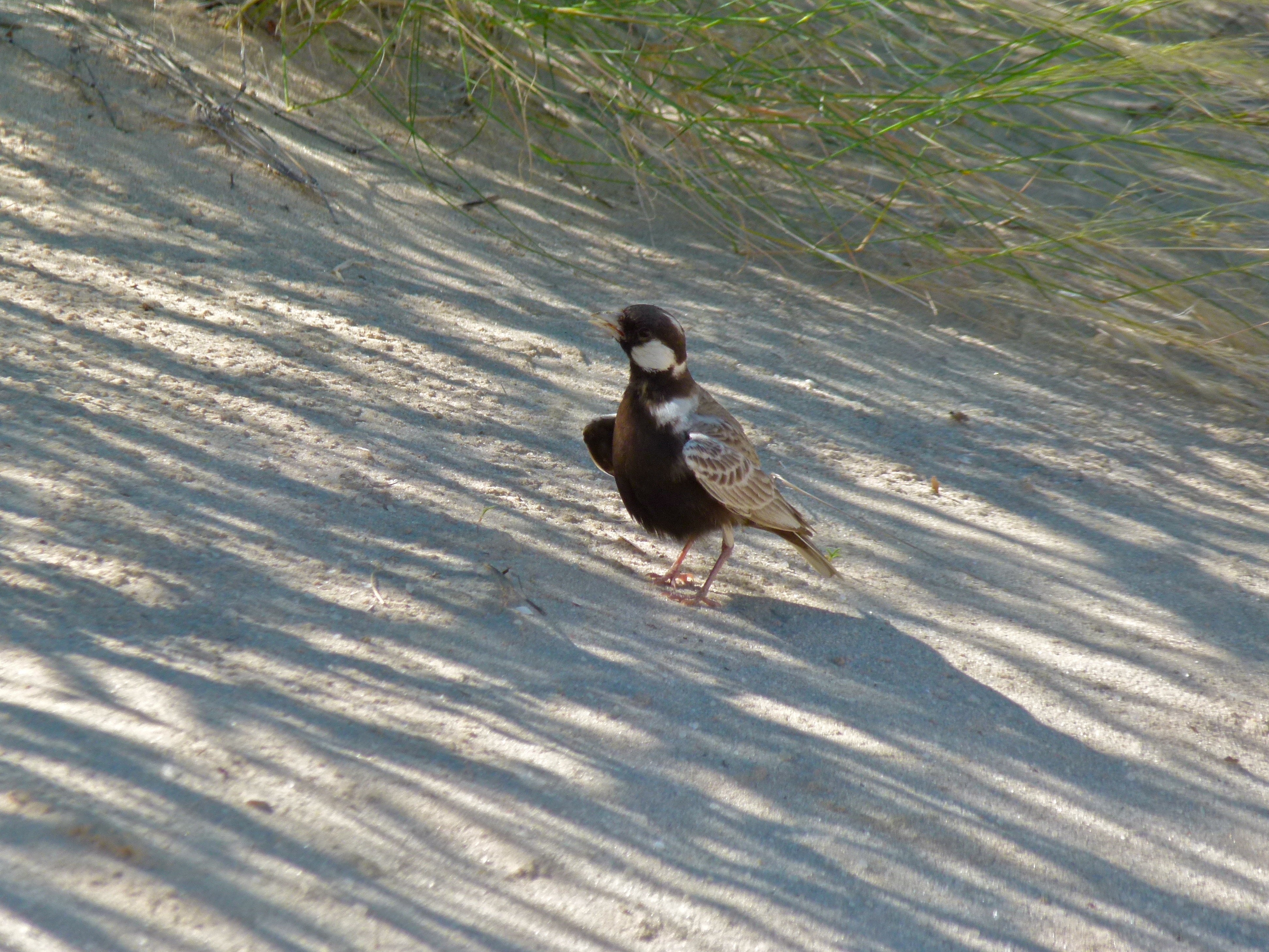 Grey-backed Sparrowlark (Eremopterix verticalis) (6875326526).jpg