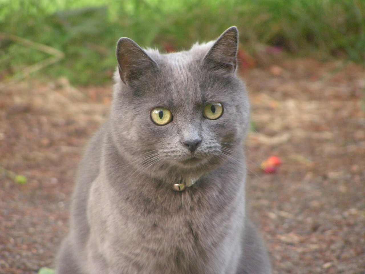 ‘Misty’, female cat, aged around two and a half years.