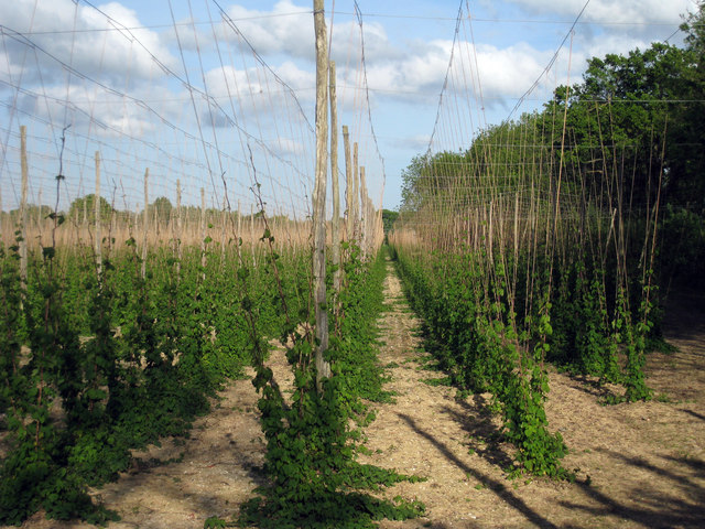 File:Hop Garden, Hoad's Farm - May - geograph.org.uk - 1351309.jpg