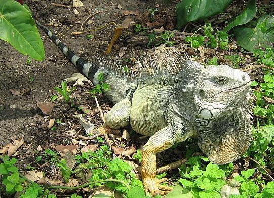 File:Iguana iguana colombia3.jpg