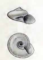 Solariellidae Family of gastropods