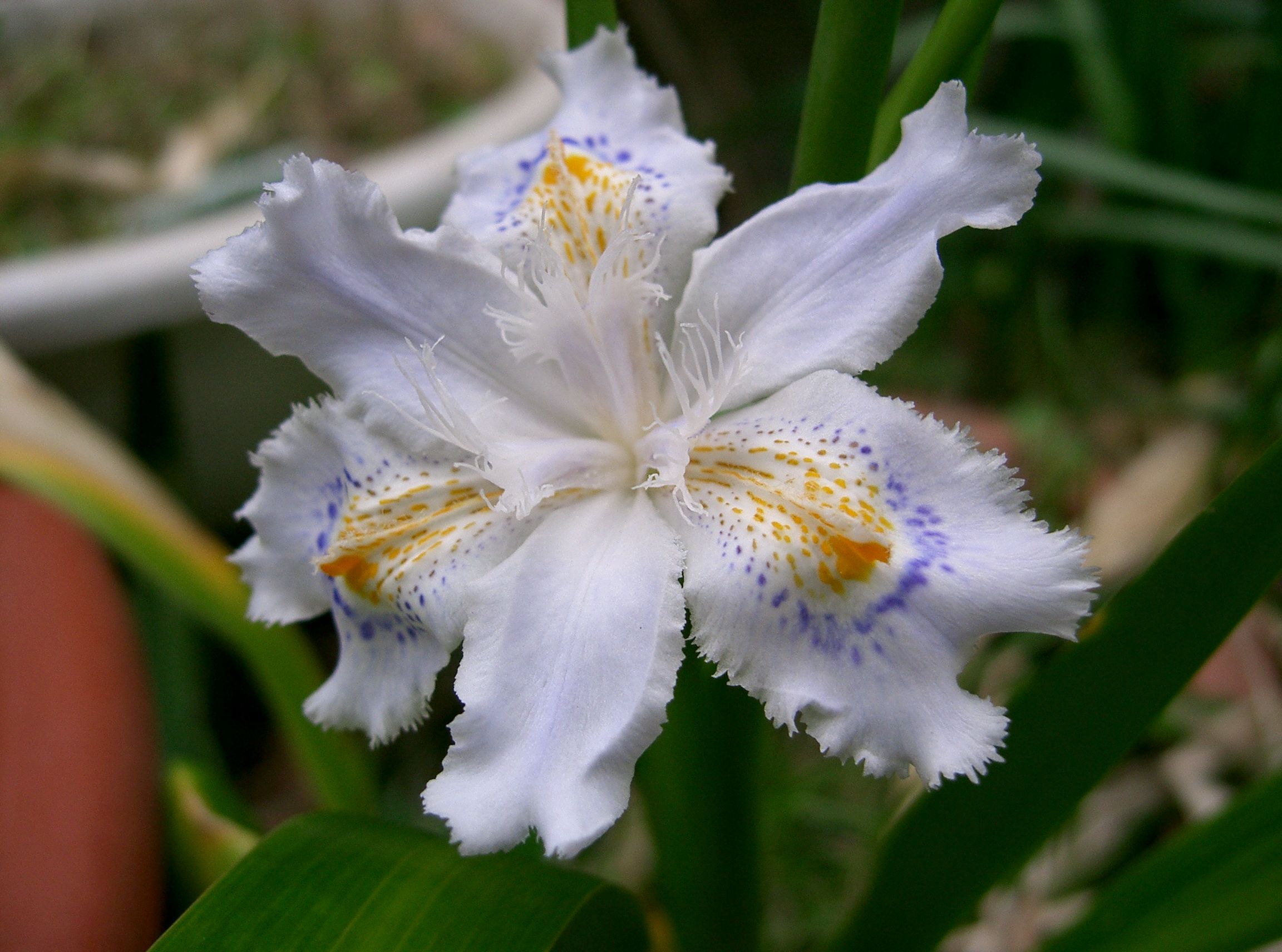 Iris (planteslekt) – Wikipedia