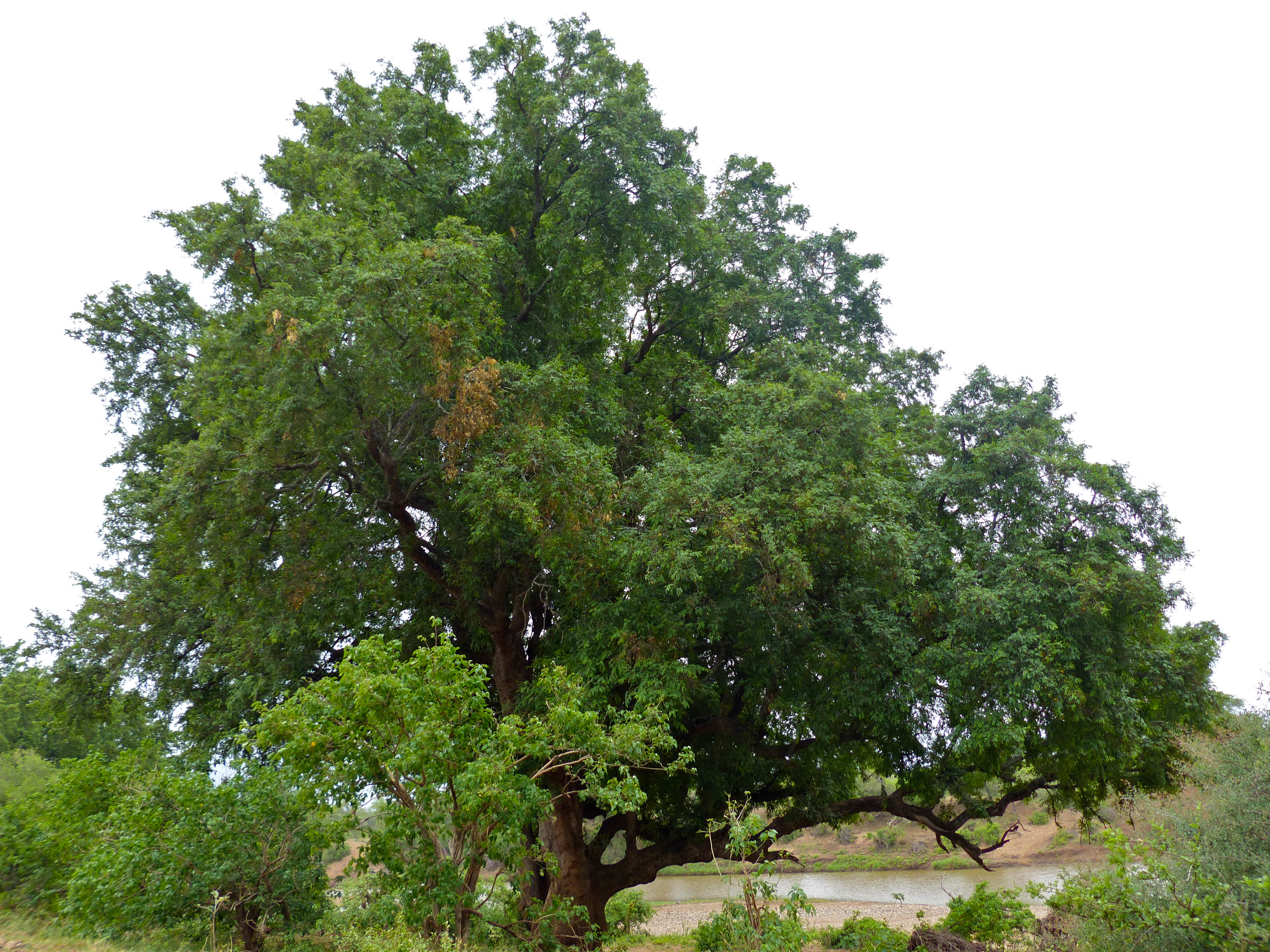 Jackal-berry (Diospyros mespiliformis) (11711395236).jpg