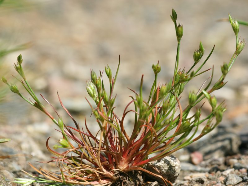 File:Juncus bufonius.jpeg