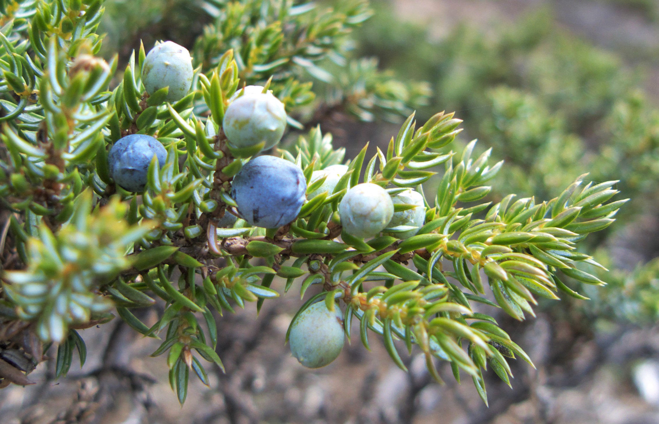 Можжевельник Сибирский Juniperus sibirica