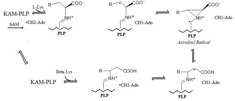 KAM-Mechanismus.jpg