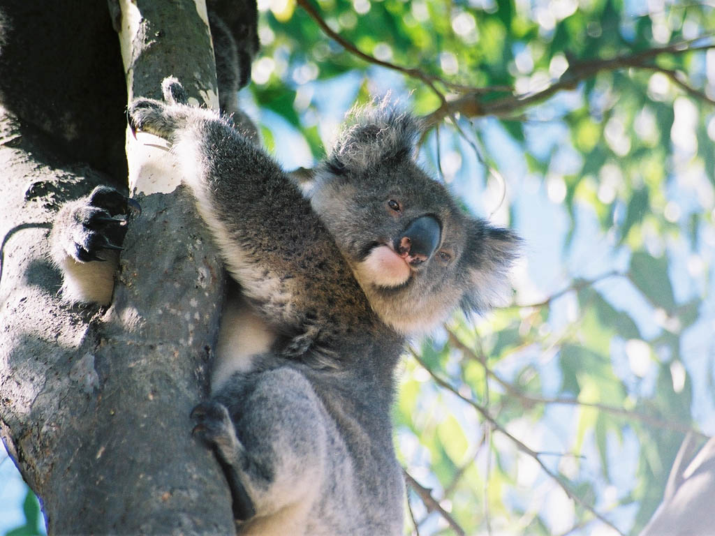 File Koala Kangaroo Island Jpg Wikimedia Commons