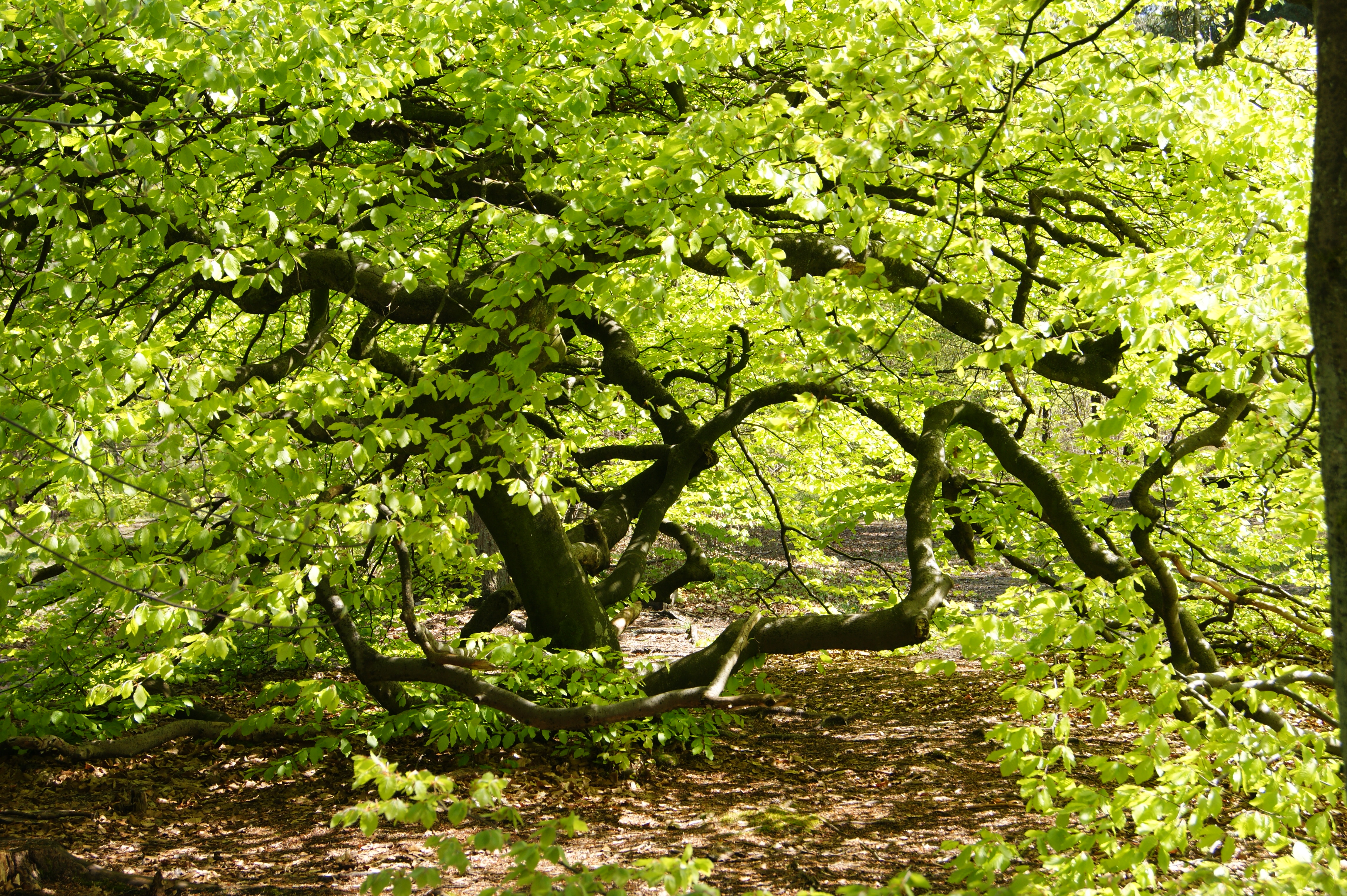 Programme Arbres remarquables