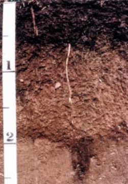 File:Lester soil USDA.png