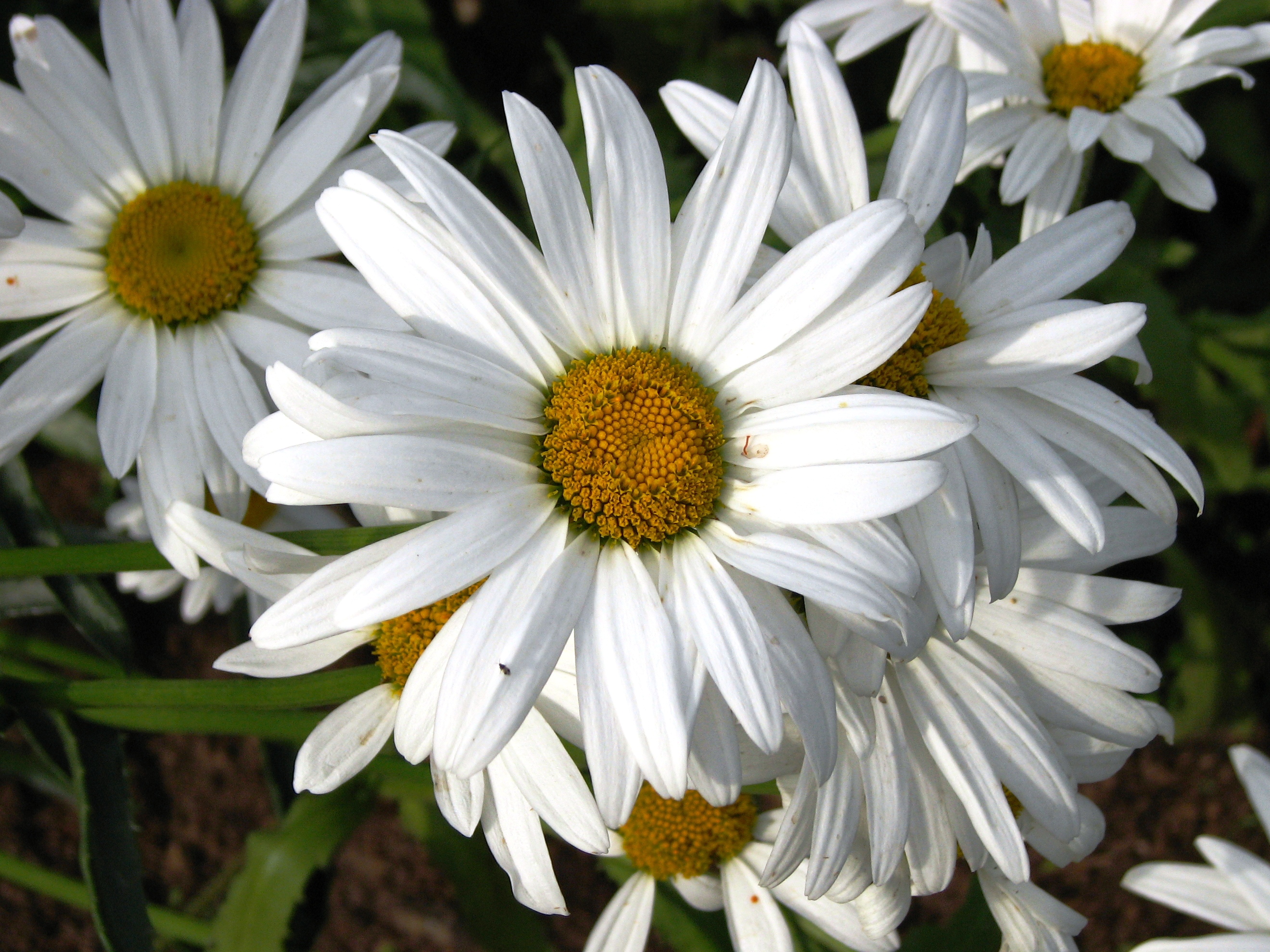 Нивяник Leucanthemum maximum