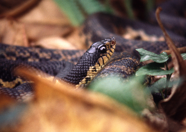 Hognose - Wikipedia