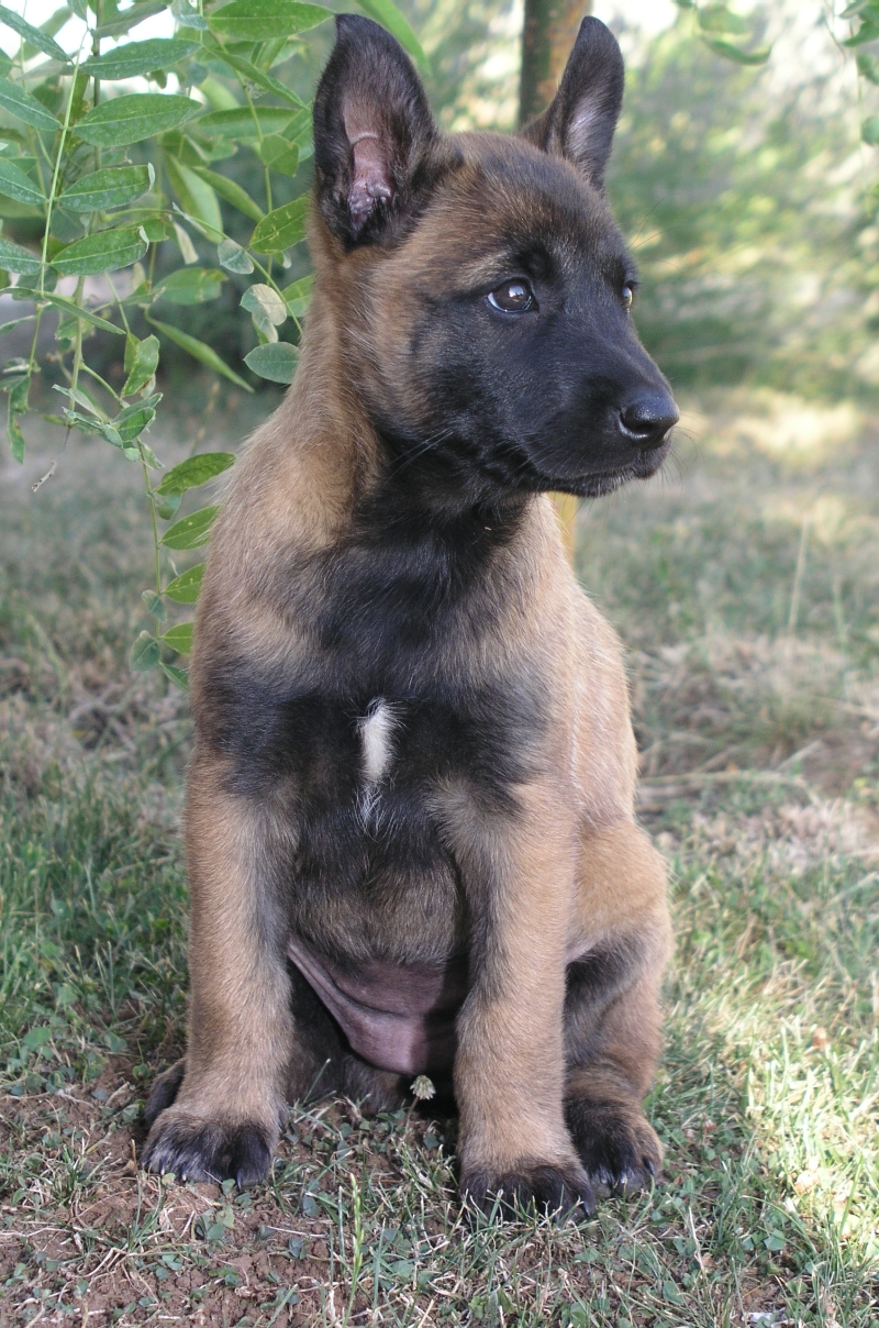 File:Malinois puppy.JPG - Wikipedia