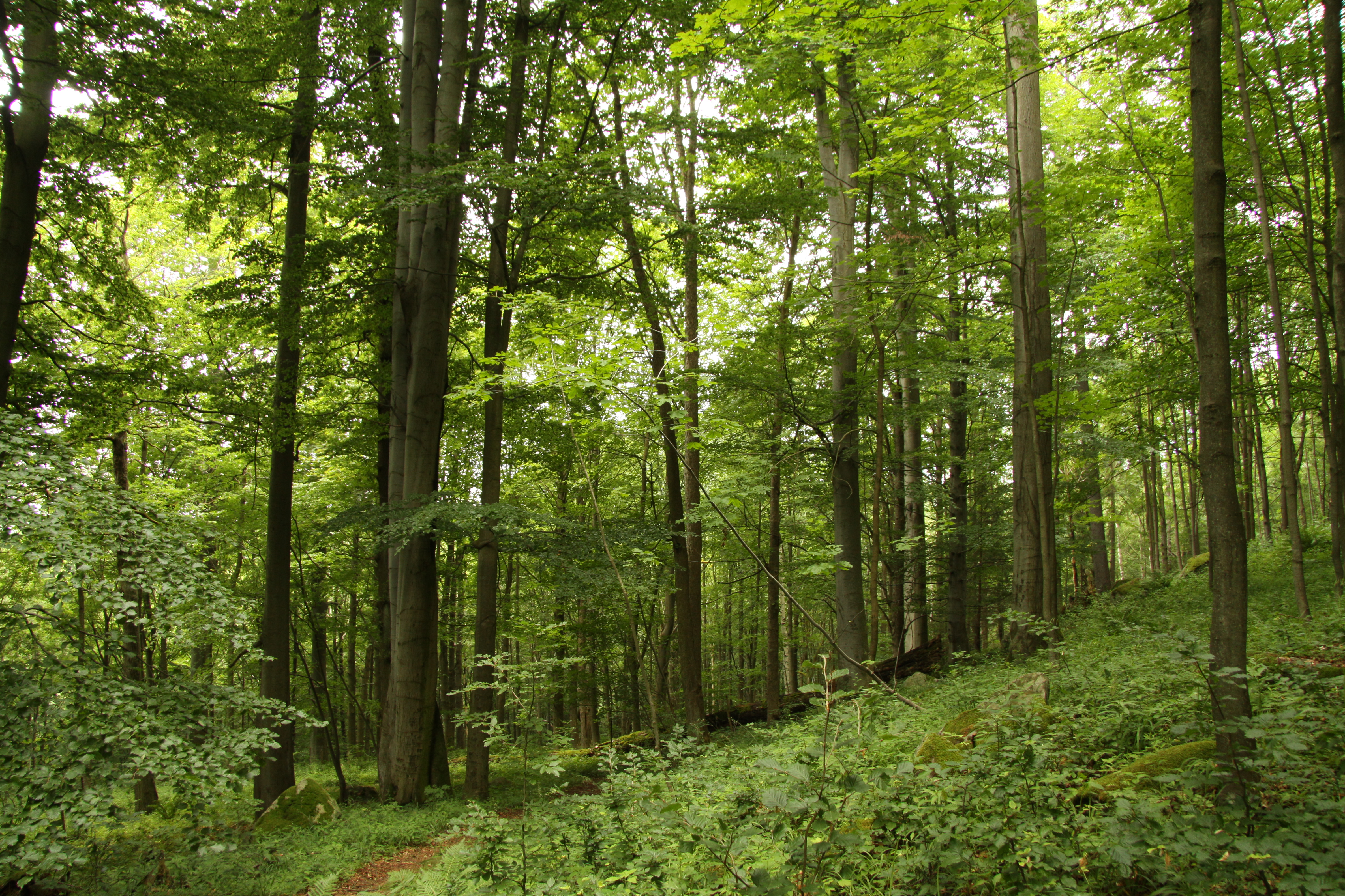 Natural reserve. Древлянский заповедник. Заповедник Хойники.