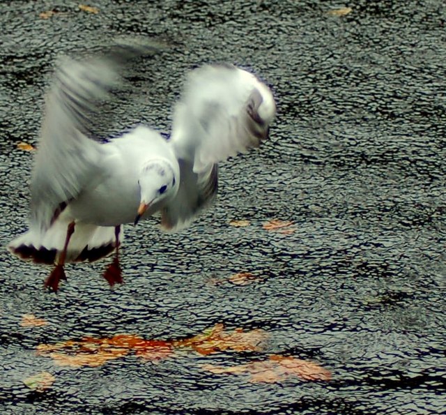 File:Netley Gull - geograph.org.uk - 292292.jpg