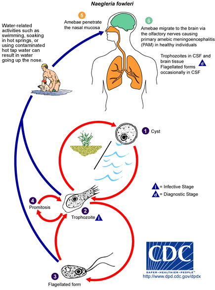 naegleria fowleri trophozoite