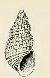 <i>Odostomia cooperi</i> Species of gastropod