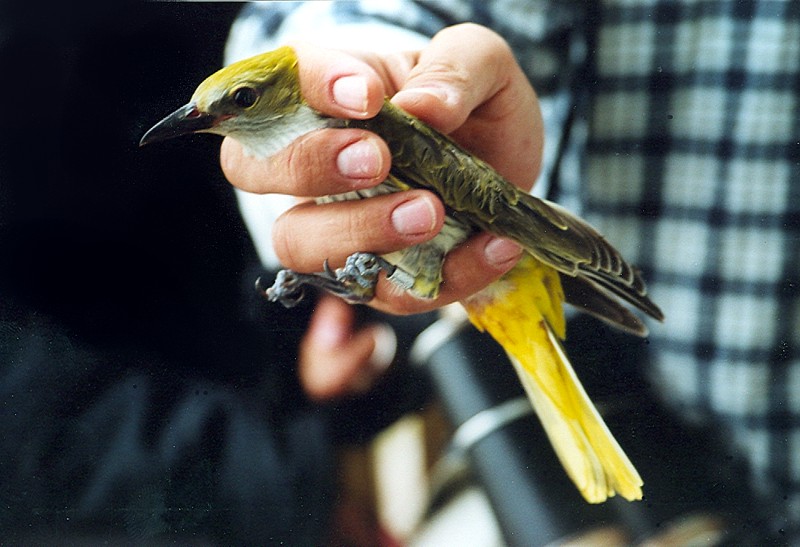 File:Oriole female.jpg