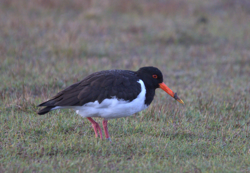 File:Oystercatcher (Haematopus ostralegus), near Small Waters - geograph.org.uk - 2947486.jpg