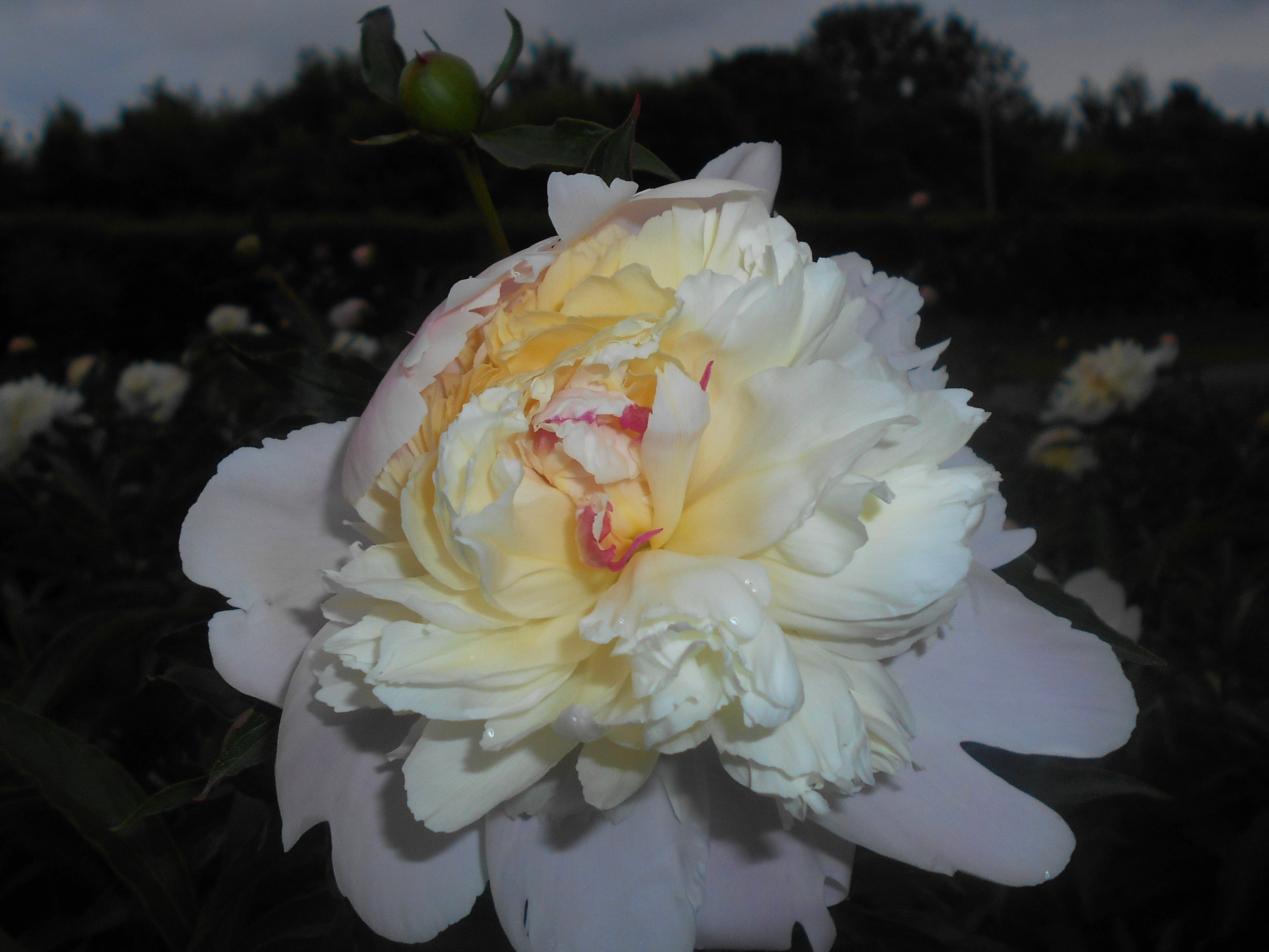 File Paeonia Lactiflora Duchesse De Nemours 16 05 31 1724 Jpg Wikimedia Commons