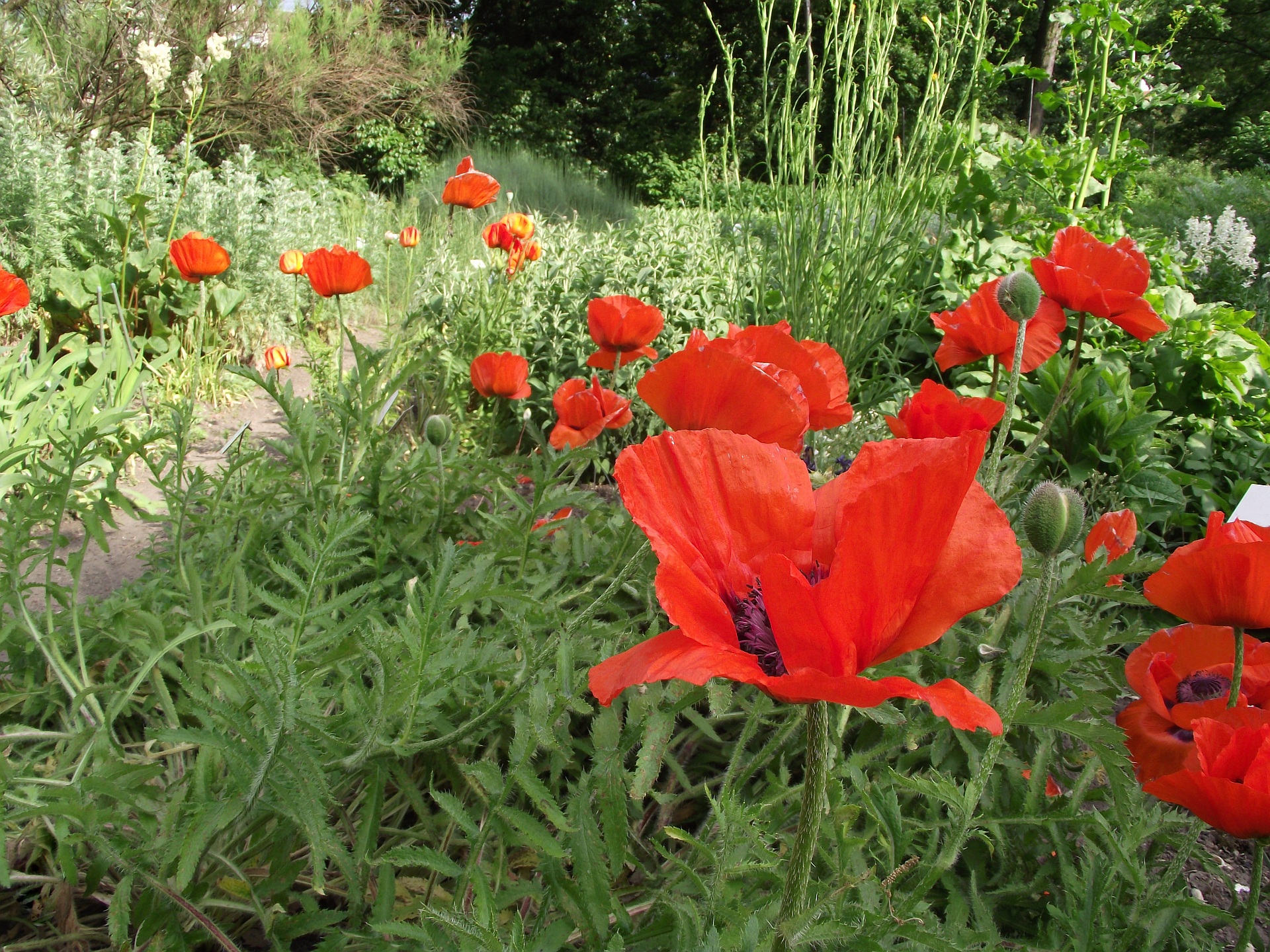 Маки клумба. Мак Восточный (Papaver orientale l.). Мак Papaver Allegro. Мак Восточный Плейс Пигаль. Мак Восточный (Papaver orientale) болеро.