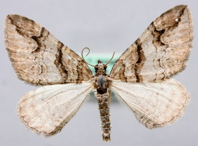 File:Pareulype berberata.jpg