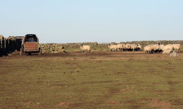 File:Pasture Fields, Hamer Moor - geograph.org.uk - 686495.jpg