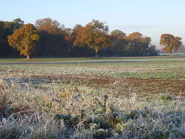 File:Pebblestone Copse - geograph.org.uk - 616647.jpg