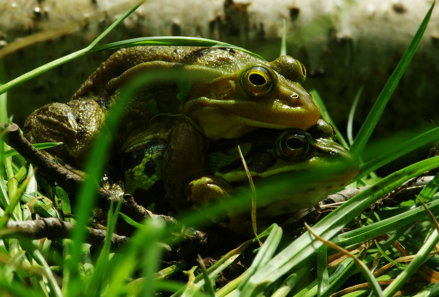 Амплексус у жаб. Pelophylax esculentus. Амплексус у лягушек. Земноводные в амплексусе. Амплексус пекторальный.