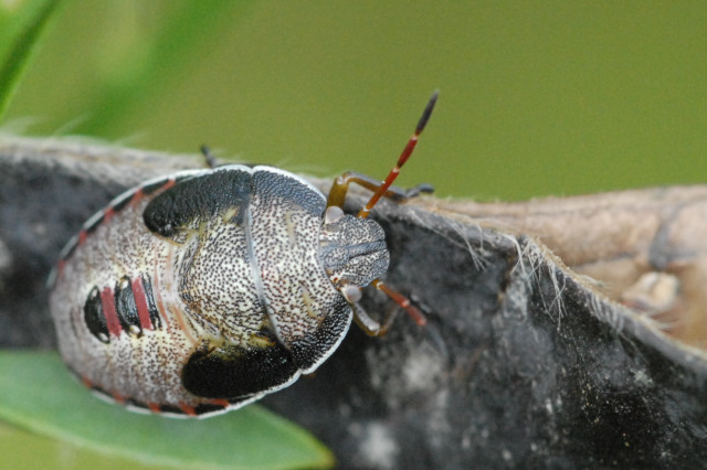 File:Piezodorus.lituratus.nymph.jpg