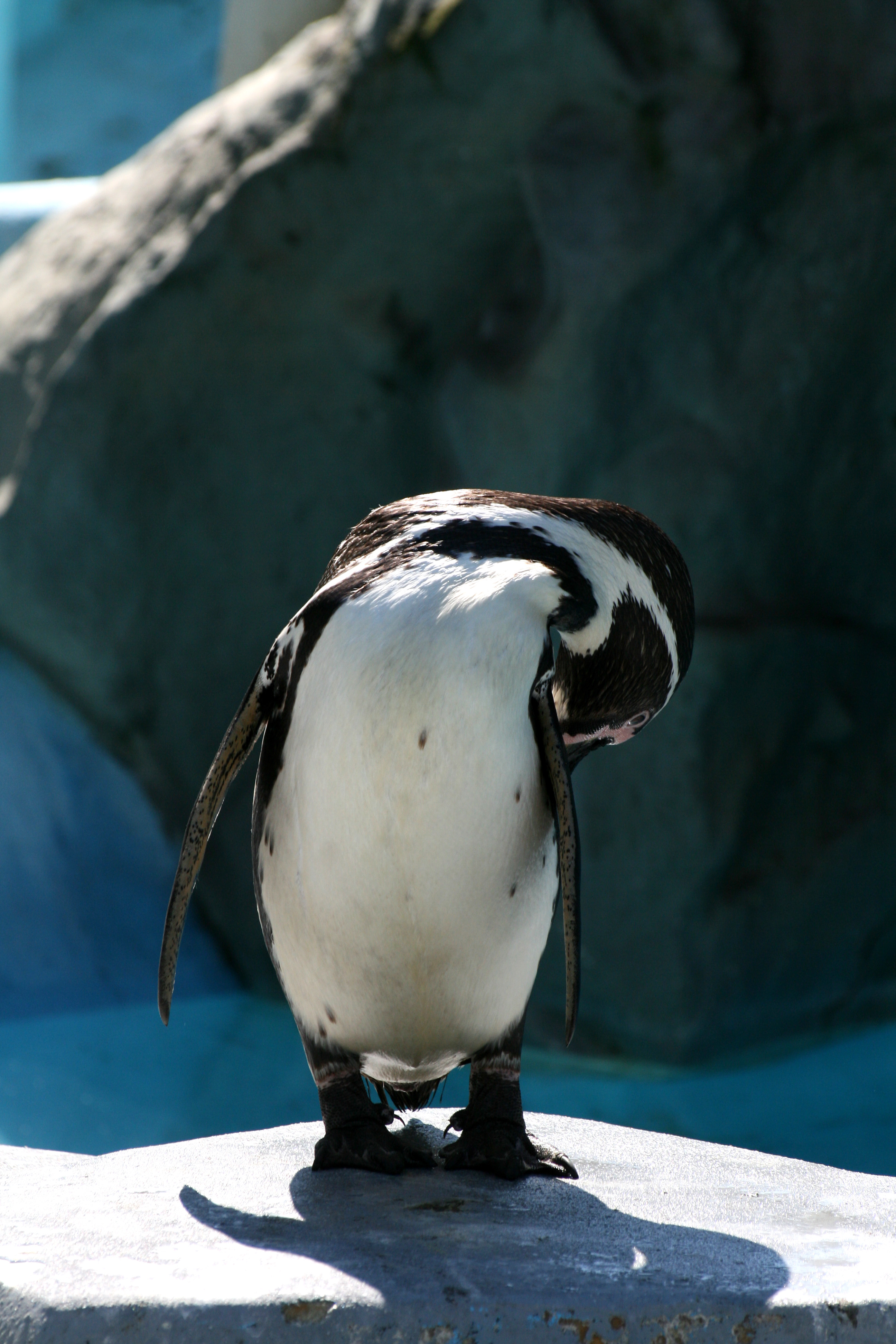 https://upload.wikimedia.org/wikipedia/commons/1/15/Pinguin.jpg