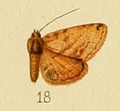 <i>Cerynea ochreana</i> Species of moth