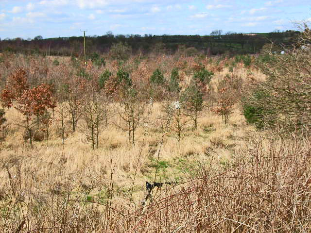 File:Plantation south of Hurworth Burn Reservoir - geograph.org.uk - 150761.jpg