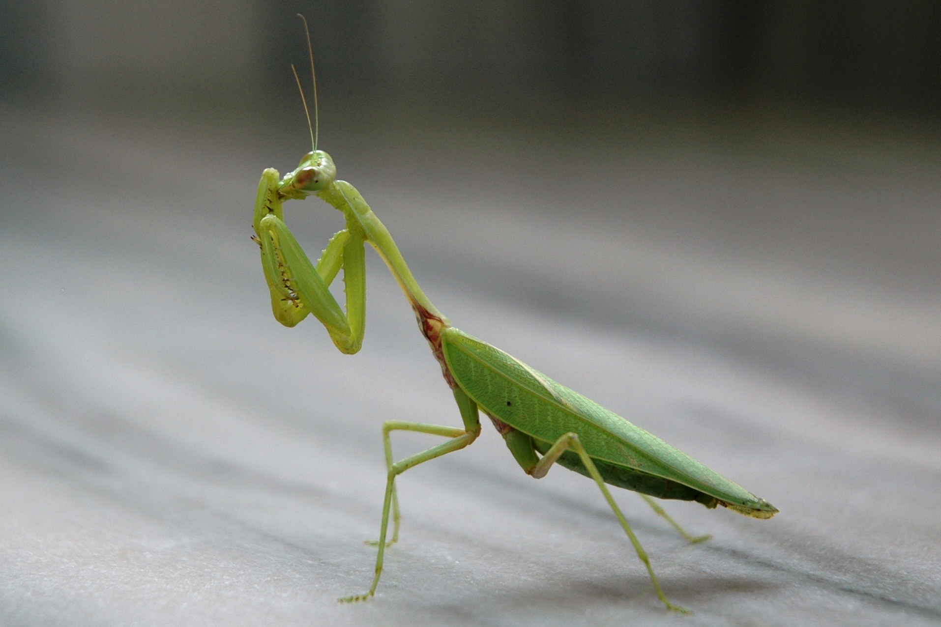 Сын богомола. Богомол Mantis religiosa самка. Самка богомола. Самка богомола Дроздов. Самка богомола насекомое.