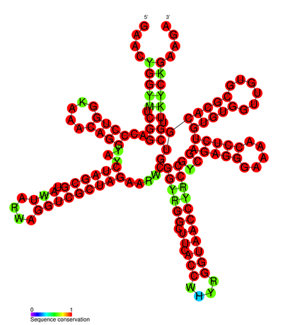 Red clover necrotic mosaic virus translation enhancer elements